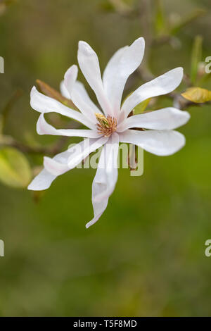 Primo piano del fiore di Magnolia x loebneri - Leonard Messel in aprile su uno sfondo sfocato, Inghilterra, Regno Unito Foto Stock