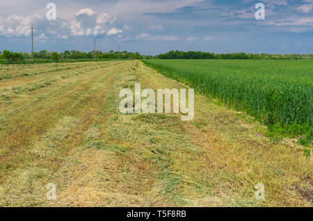 Tarda primavera il paesaggio con le righe del giovane falciato il grano utilizzando come foraggio in Ucraina Foto Stock