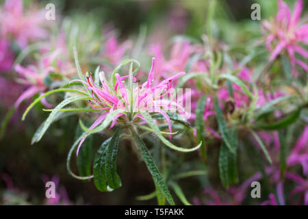 Rhododendron stenopetalum 'Linearifolium' Fiori. Foto Stock