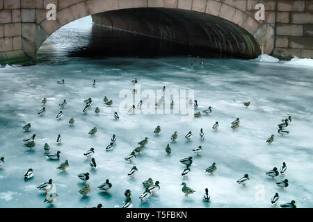 Grande accumulo di anatre in inverno sul ghiaccio del serbatoio. Germani reali in branchi sullo svernamento di numerose specie di uccelli Foto Stock