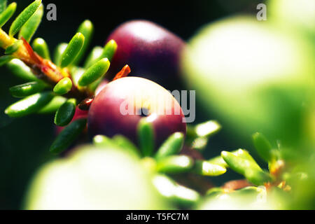 Crow bacche (Empetrum nigrum) nel processo di maturazione. Fotografia macro nella tundra costiera, foresta-tundra del mare bianco Foto Stock