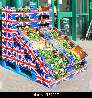 Pallet di Unione Jack emblemi stampato su scatole di cartone British molla Primrose piante da giardino esterno display Morrisons supermercato store England Regno Unito Foto Stock