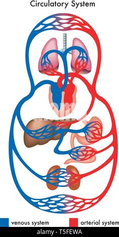 Medical diagramma che mostra il sistema circolatorio del corpo umano, in particolare il venosa e arteriosa sistemi. Illustrazione Vettoriale