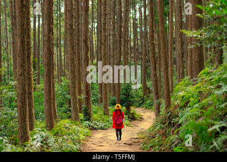 Woman Trekking in una fitta foresta Cryptomeria in Kumano Kodo percorso del pellegrinaggio, Giappone Foto Stock