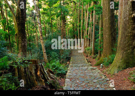 Famoso sentiero Daimonzaka all'interno del gigante della foresta di cipressi che conduce al Nachi cade, Giappone Foto Stock