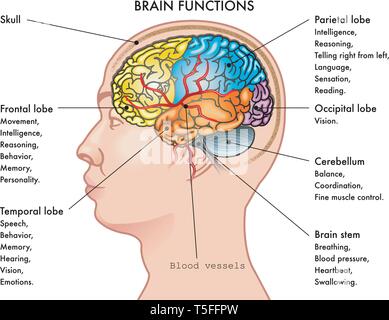 Grafico illustrazione vettoriale di una testa umana nel profilo che mostra le funzioni del cervello, isolata su uno sfondo bianco. Illustrazione Vettoriale