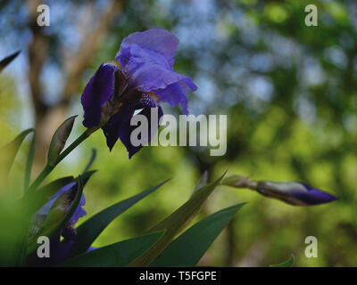 Foto Stock