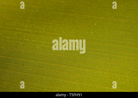 Copertina verde del diario, delicato sfondo verde in morbido tessuto con strisce estruse e scintillanti dorati. Foto Stock