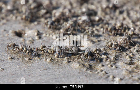 Migliaia di minuscoli sabbia gorgogliatore granchi gregge dalla spiaggia in acqua sulla isola tropicale Ko Lanta Foto Stock