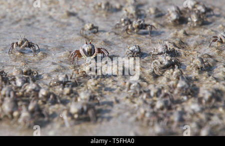 Migliaia di minuscoli sabbia gorgogliatore granchi gregge dalla spiaggia in acqua sulla isola tropicale Ko Lanta Foto Stock
