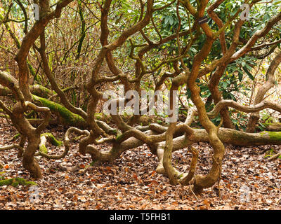 Antica Rhododendron tronchi e rami ritorti in un legno Foto Stock