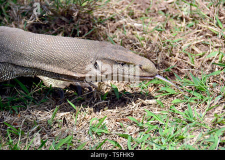 Monitor del Bengala, comuni indiana monitor, Bengalenwaran, Varanus bengalensis, bengáli varánusz, Sri Lanka Foto Stock