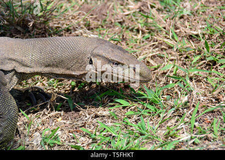 Monitor del Bengala, comuni indiana monitor, Bengalenwaran, Varanus bengalensis, bengáli varánusz, Sri Lanka Foto Stock