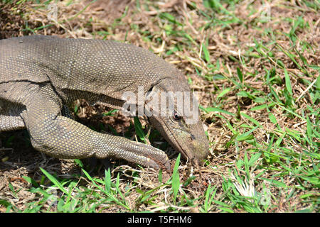 Monitor del Bengala, comuni indiana monitor, Bengalenwaran, Varanus bengalensis, bengáli varánusz, Sri Lanka Foto Stock