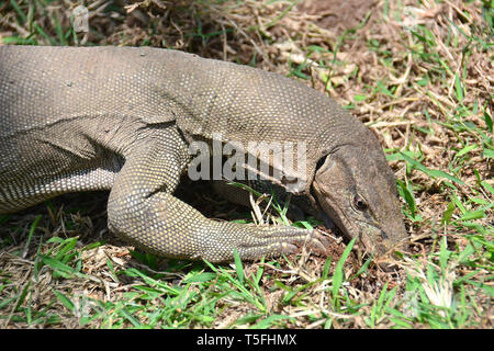 Monitor del Bengala, comuni indiana monitor, Bengalenwaran, Varanus bengalensis, bengáli varánusz, Sri Lanka Foto Stock