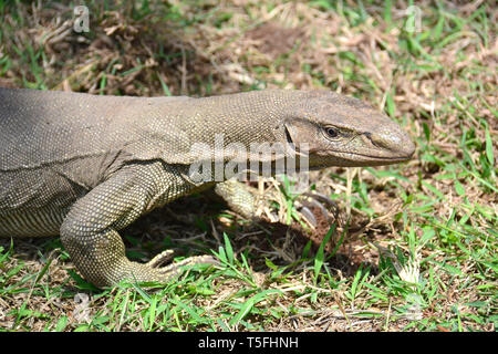 Monitor del Bengala, comuni indiana monitor, Bengalenwaran, Varanus bengalensis, bengáli varánusz, Sri Lanka Foto Stock