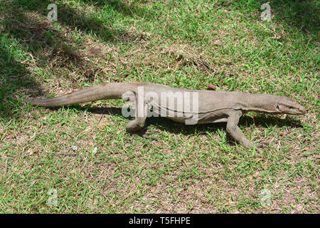 Monitor del Bengala, comuni indiana monitor, Bengalenwaran, Varanus bengalensis, bengáli varánusz, Sri Lanka Foto Stock