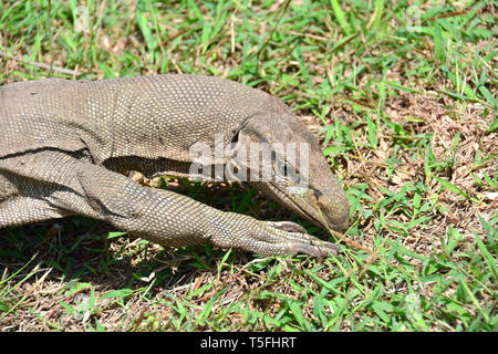 Monitor del Bengala, comuni indiana monitor, Bengalenwaran, Varanus bengalensis, bengáli varánusz, Sri Lanka Foto Stock