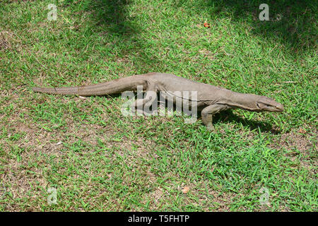 Monitor del Bengala, comuni indiana monitor, Bengalenwaran, Varanus bengalensis, bengáli varánusz, Sri Lanka Foto Stock