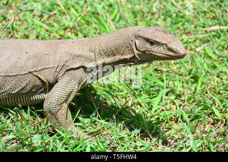 Monitor del Bengala, comuni indiana monitor, Bengalenwaran, Varanus bengalensis, bengáli varánusz, Sri Lanka Foto Stock