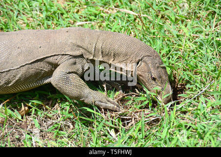 Monitor del Bengala, comuni indiana monitor, Bengalenwaran, Varanus bengalensis, bengáli varánusz, Sri Lanka Foto Stock