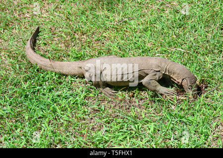 Monitor del Bengala, comuni indiana monitor, Bengalenwaran, Varanus bengalensis, bengáli varánusz, Sri Lanka Foto Stock