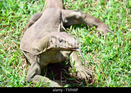 Monitor del Bengala, comuni indiana monitor, Bengalenwaran, Varanus bengalensis, bengáli varánusz, Sri Lanka Foto Stock