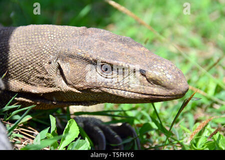 Monitor del Bengala, comuni indiana monitor, Bengalenwaran, Varanus bengalensis, bengáli varánusz, Sri Lanka Foto Stock