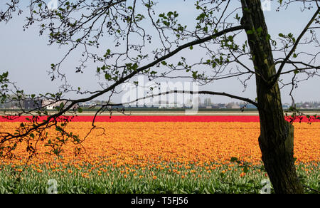 Colorata di rosso e di giallo tulipani crescente in righe vicino a Giardini Keukenhof, Paesi Bassi. I colori danno un effetto striato. Foto Stock
