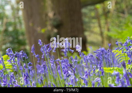 Close up di primavera inglese bluebells comune (Hyacinthoides non scripta) nel loro ambiente naturale. Soleggiato bluebell fiori e felci nel bosco del Regno Unito. Foto Stock