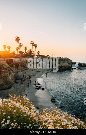 Fiori e la vista di una spiaggia al tramonto, a La Jolla, San Diego, California Foto Stock