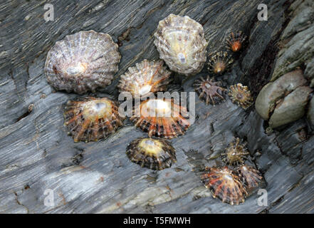 Patelle Ilfracombe Devon Foto Stock