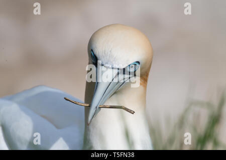 Gannett nesting, Bempton Cliffs, Yorkshire Foto Stock