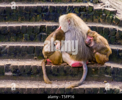 Due femmina hamadryas babbuini cuddling con un maschio hamadryas babbuini scimmie tropicali provenienti dall Africa Foto Stock