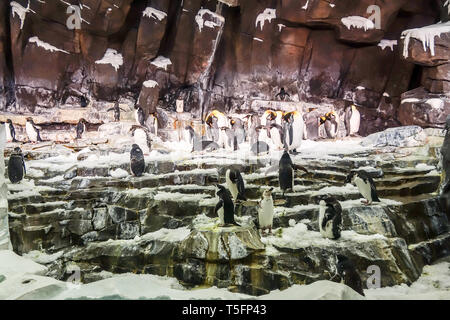 L'Antartide : Impero di attrazione dei pinguini al Seaworld di Orlando, in Florida Foto Stock