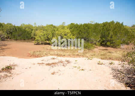 Vegetazione nativa con sabbia sotto un cielo azzurro a East Point Reserve a Darwin, in Australia Foto Stock