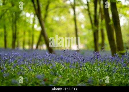 Bluebells in primavera, chalet di legno, London, Regno Unito