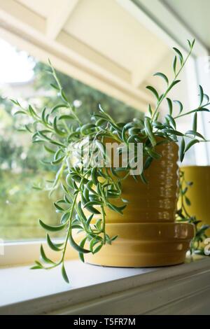 Senecio radicans - Stringa di banane - houseplant in una pentola giallo su un davanzale. Foto Stock
