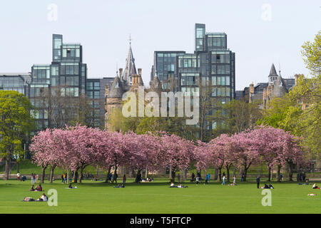 Edimburgo, Scozia, Regno Unito. 23 Aprile, 2019. Con la fioritura dei ciliegi in fiore su alberi nei prati Park nel sud della città, gli studenti da nearb Foto Stock