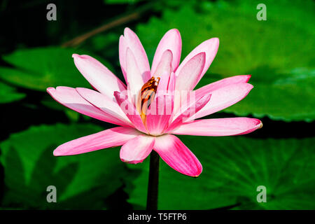 Pink lotus, Visakhapatnam, Andhra Pradesh, India, Asia Foto Stock