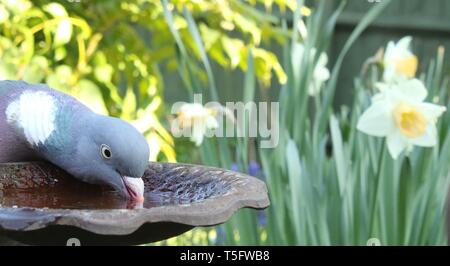 Ampio angolo ritratto di Woodpigeon comune (Columba palumbus) bere da Bagno uccelli tra fiori di primavera nel tipico giardino inglese habitat. Aprile 2019. Foto Stock