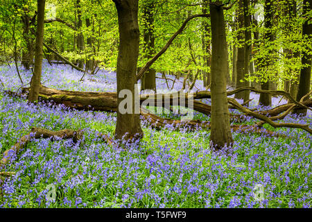 I bluebells primaverili in un legno inglese, Gloucestershire, Inghilterra Foto Stock