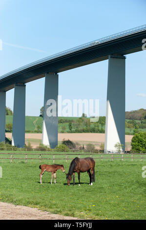 Ruhrtalidylle mit Pferden Foto Stock