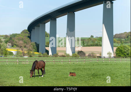 Ruhrtalidylle mit Pferden Foto Stock