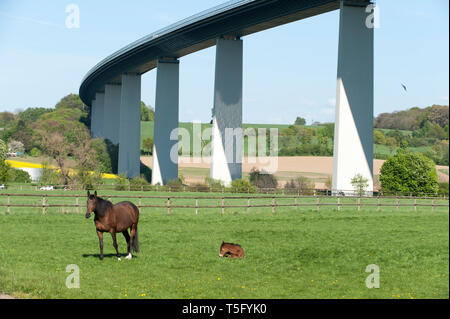 Ruhrtalidylle mit Pferden Foto Stock