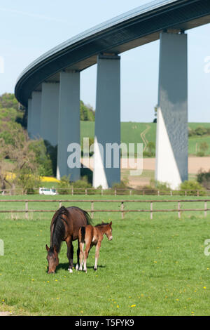 Eine Stute mit ihrem Fohlen weidet unter der Ruhrtalbruecke bei Mülhiem Mintard Foto Stock