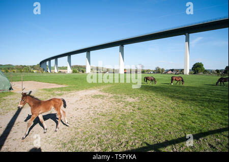 Eine Gruppe von Pferden mit Fohlen eunem weidet unter der Ruhrtalbruecke im Ruhrtal bei Mülheim Mintard. Das Fohlen laeuft im Vordergrund aus dem Bild Foto Stock