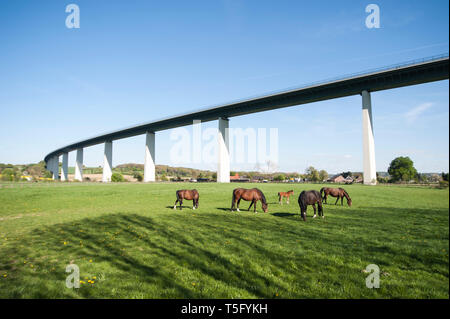 Eine Gruppe von Pferden mit Fohlen eunem weidet unter der Ruhrtalbruecke im Ruhrtal bei Mülheim Mintard Foto Stock