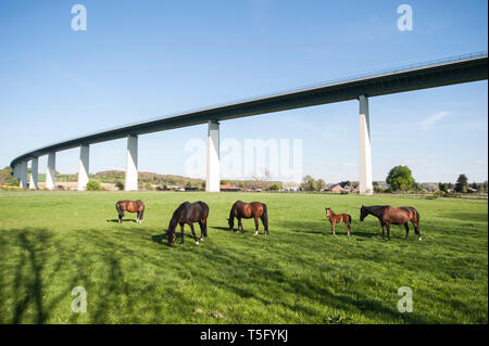 Eine Gruppe von Pferden mit Fohlen eunem weidet unter der Ruhrtalbruecke im Ruhrtal bei Mülheim Mintard Foto Stock