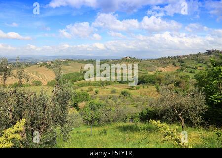 Vigneti e Oliveti in Toscana - Italia rurale. Agricola area di campagna in provincia di Siena. Foto Stock